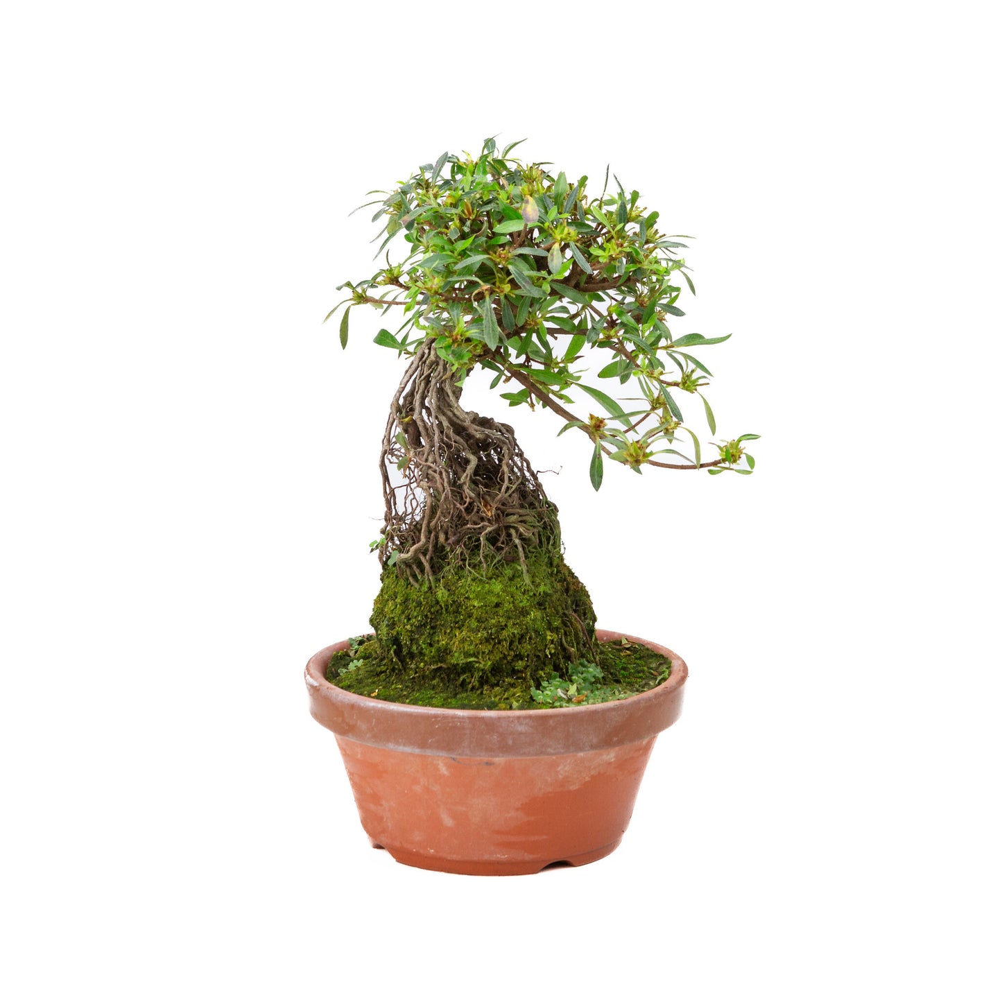 Rhododendron indicum ''Shorin'', bonsaï d'extérieur en pot de terre cuite de 19 cm, hauteur ~35 cm