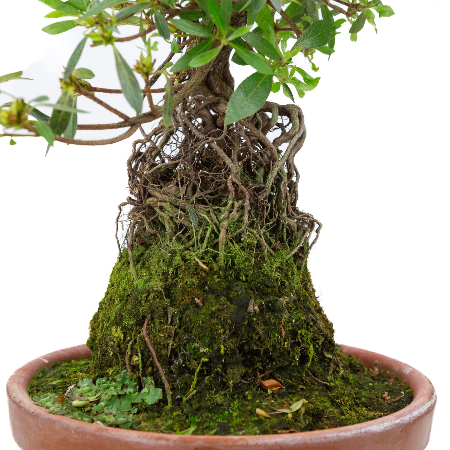 Rhododendron indicum ''Shorin'', bonsaï d'extérieur en pot de terre cuite de 19 cm, hauteur ~35 cm