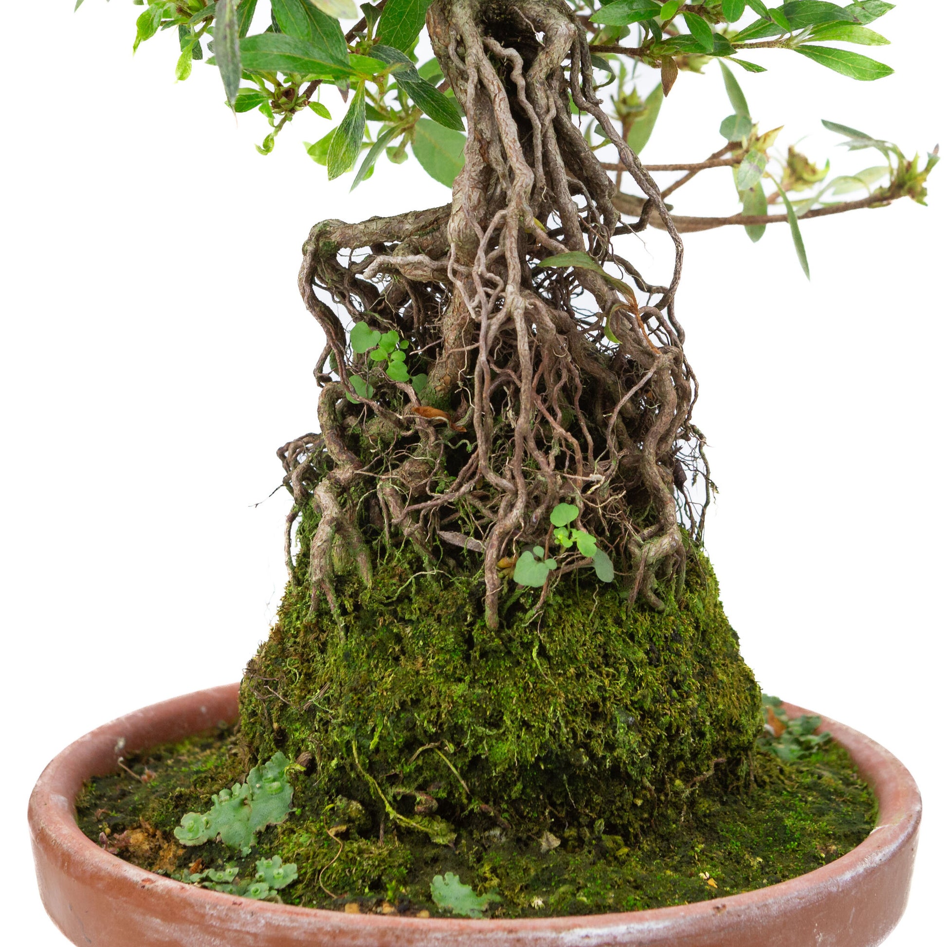 Rhododendron indicum ''Shorin'', bonsaï d'extérieur en pot de terre cuite de 19 cm, hauteur ~35 cm