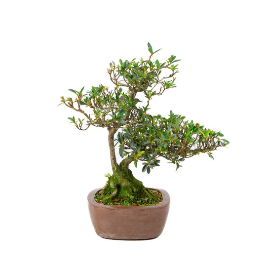 Buiten Bonsai Rhododendron indicum ongeglazuurde vierhoekige pot 16 cm, hoogte ~38cm