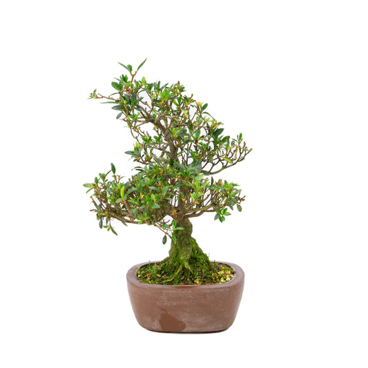 Buiten Bonsai Rhododendron indicum ongeglazuurde vierhoekige pot 16 cm, hoogte ~38cm