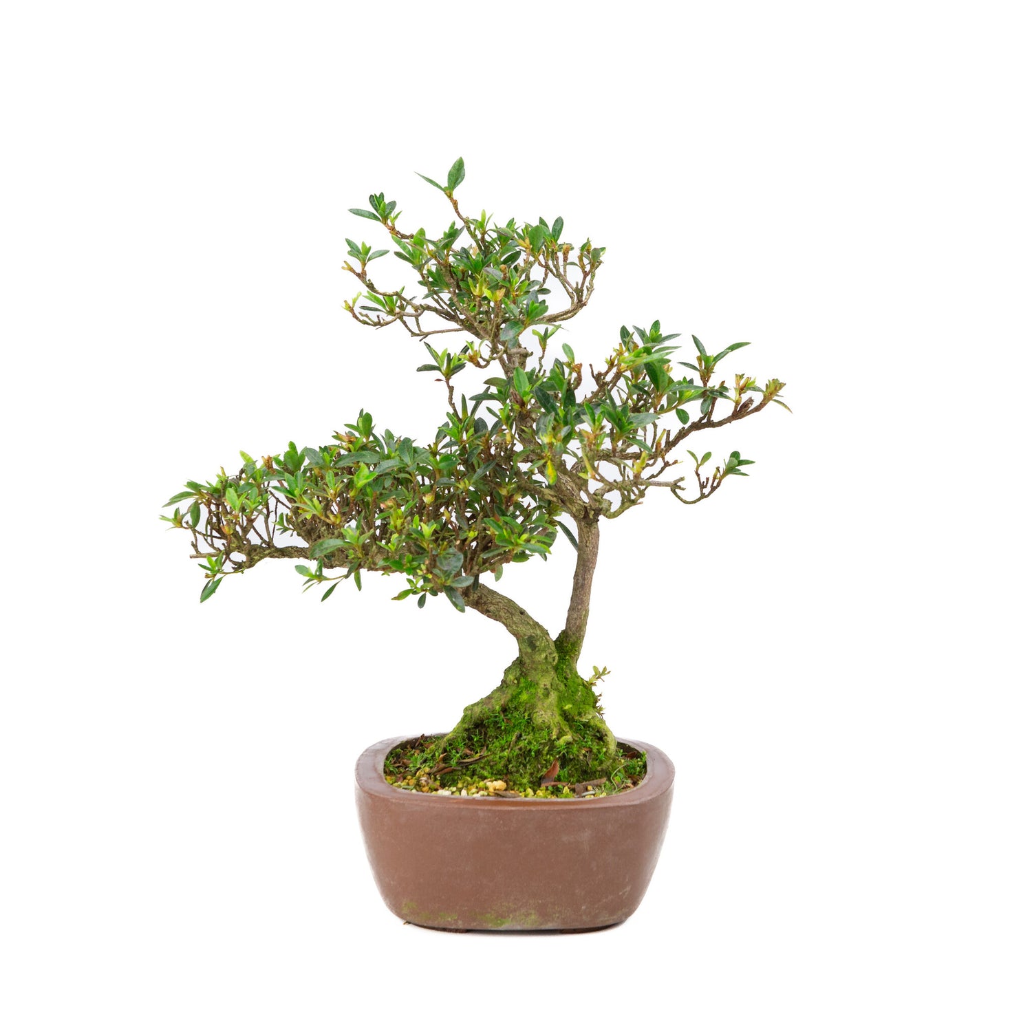 Buiten Bonsai Rhododendron indicum ongeglazuurde vierhoekige pot 16 cm, hoogte ~38cm