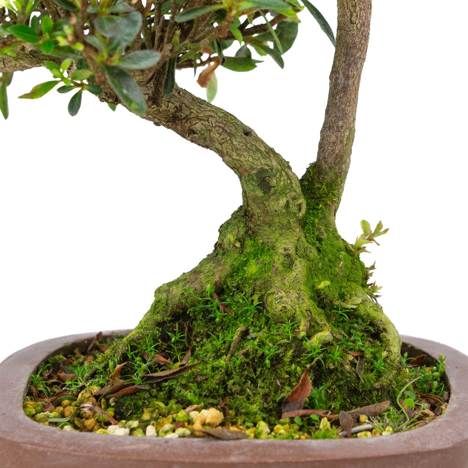 Buiten Bonsai Rhododendron indicum ongeglazuurde vierhoekige pot 16 cm, hoogte ~38cm