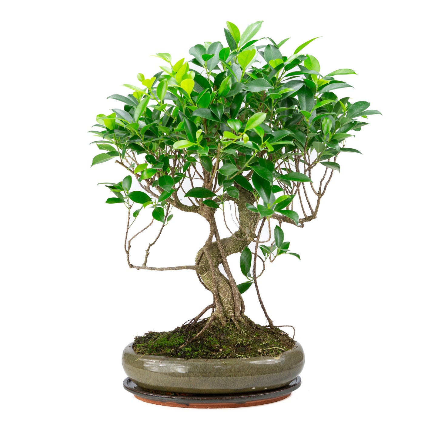 Bonsaï d'intérieur Ficus retusa, pot ovale vert de 29 cm, hauteur ~ 47 cm