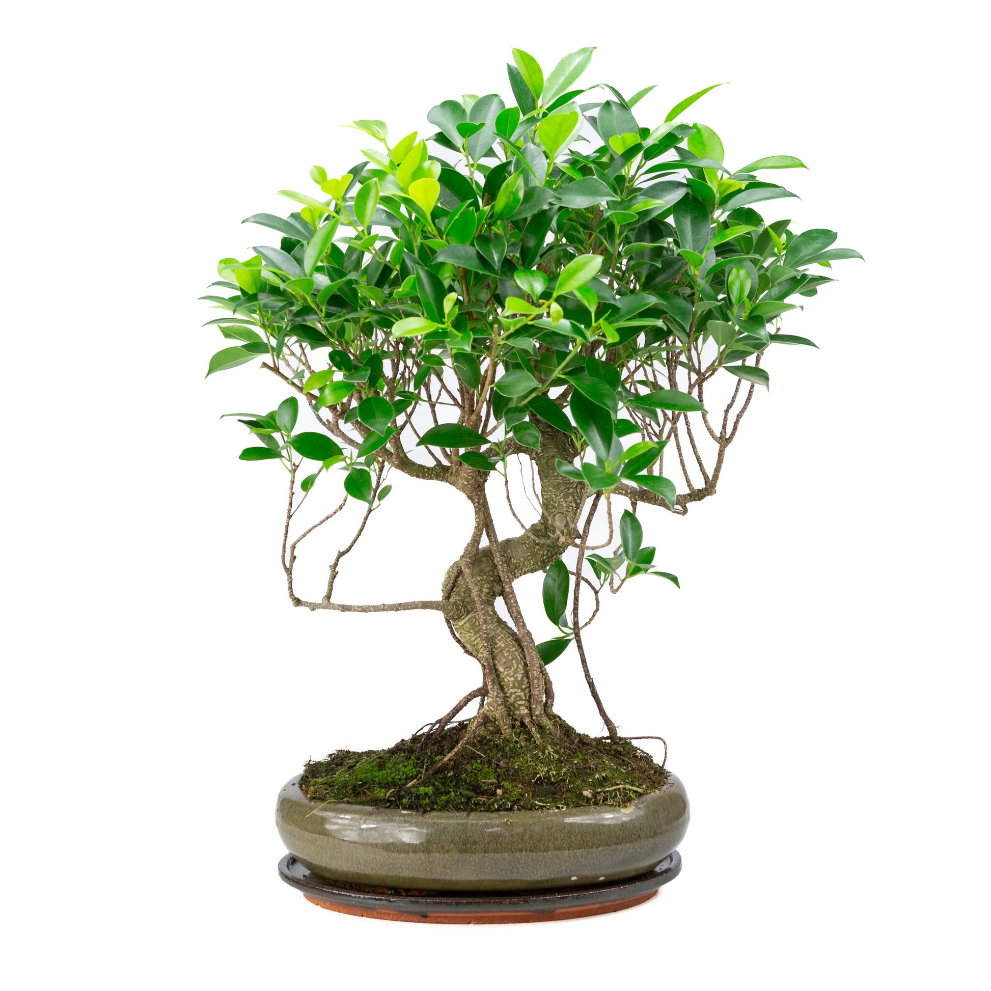 Bonsaï d'intérieur Ficus retusa, pot ovale vert de 29 cm, hauteur ~ 47 cm
