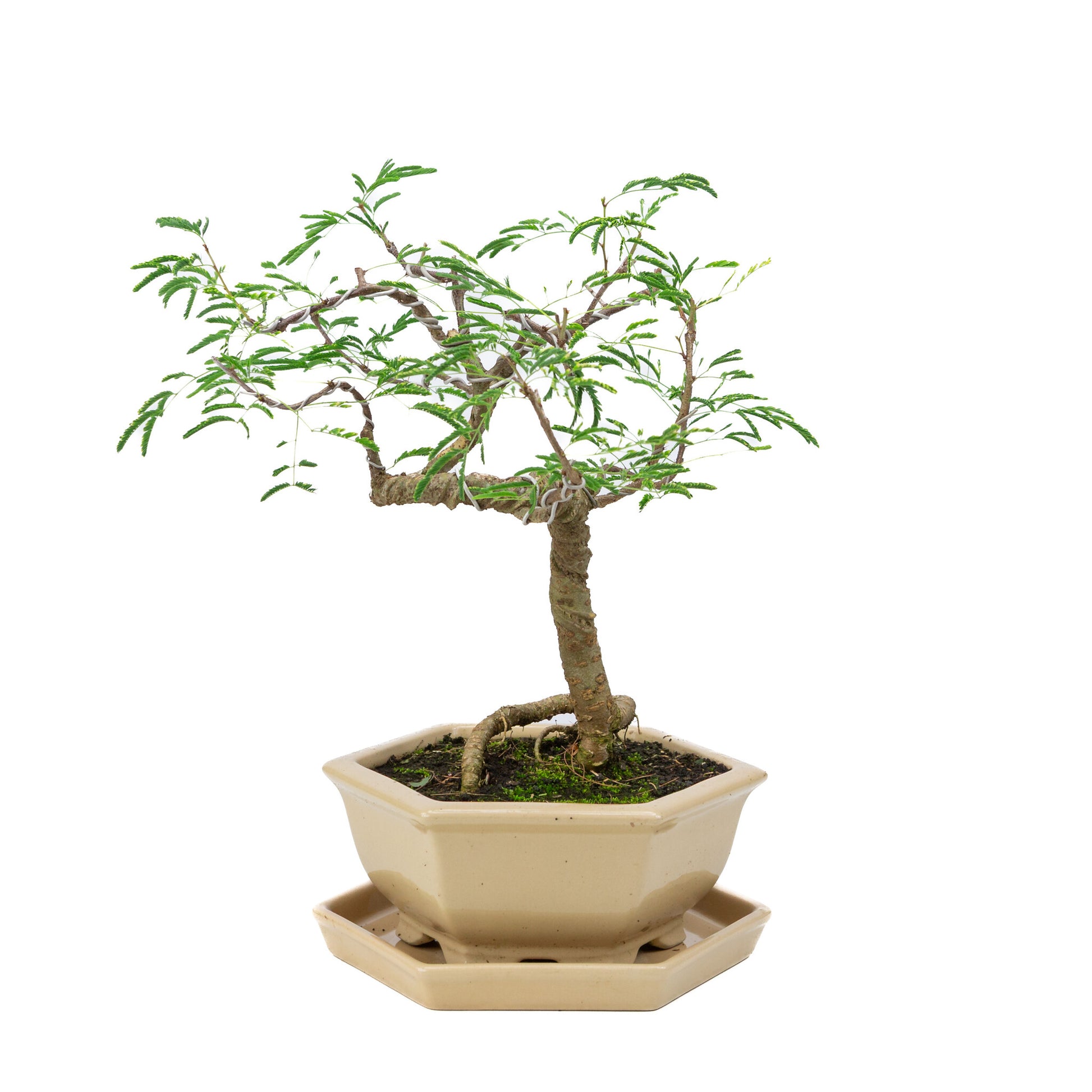 Bonsaï d'intérieur Vachellia crème pot hexagonal 19cm, hauteur ~23cm
