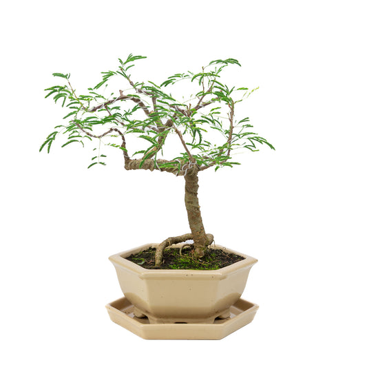 Binnen Bonsai Vachellia creme zeshoekige pot 19cm, hoogte ~23cm
