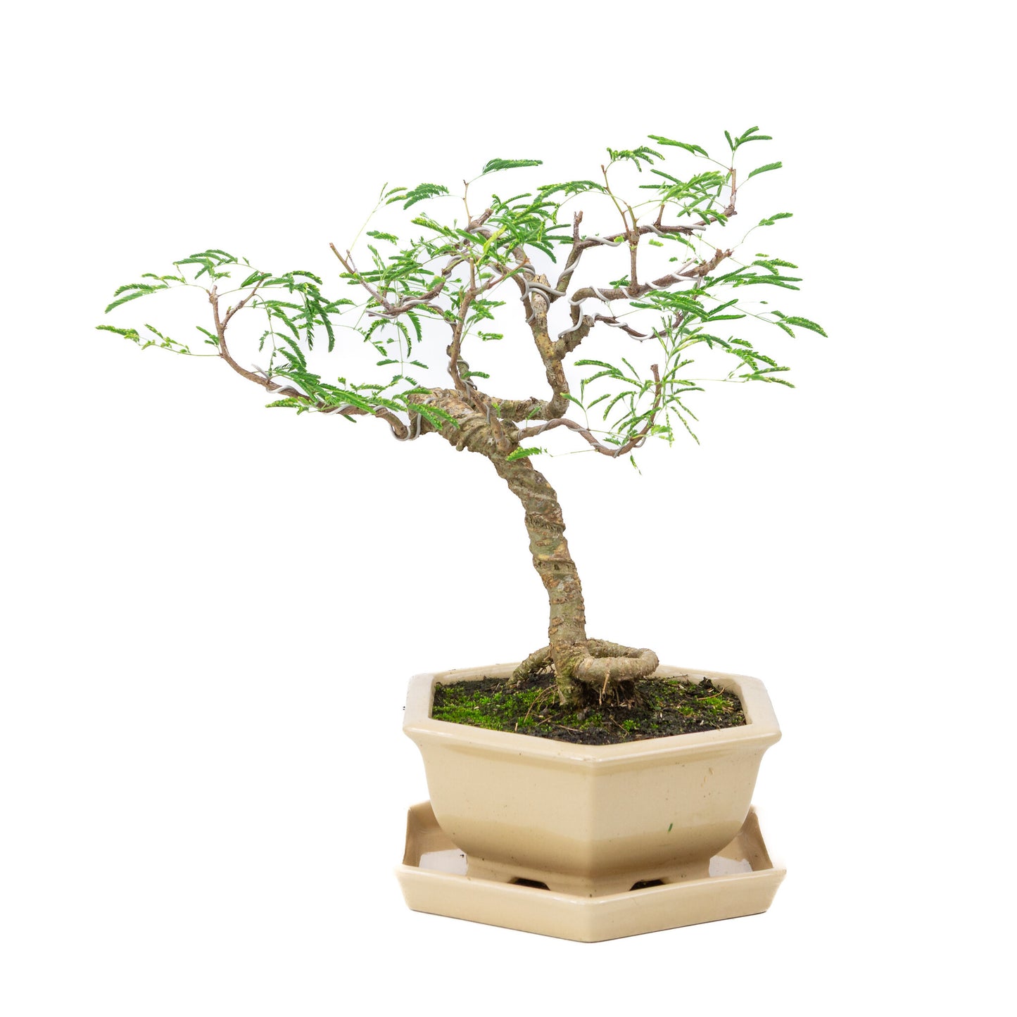 Bonsaï d'intérieur Vachellia crème pot hexagonal 19cm, hauteur ~23cm