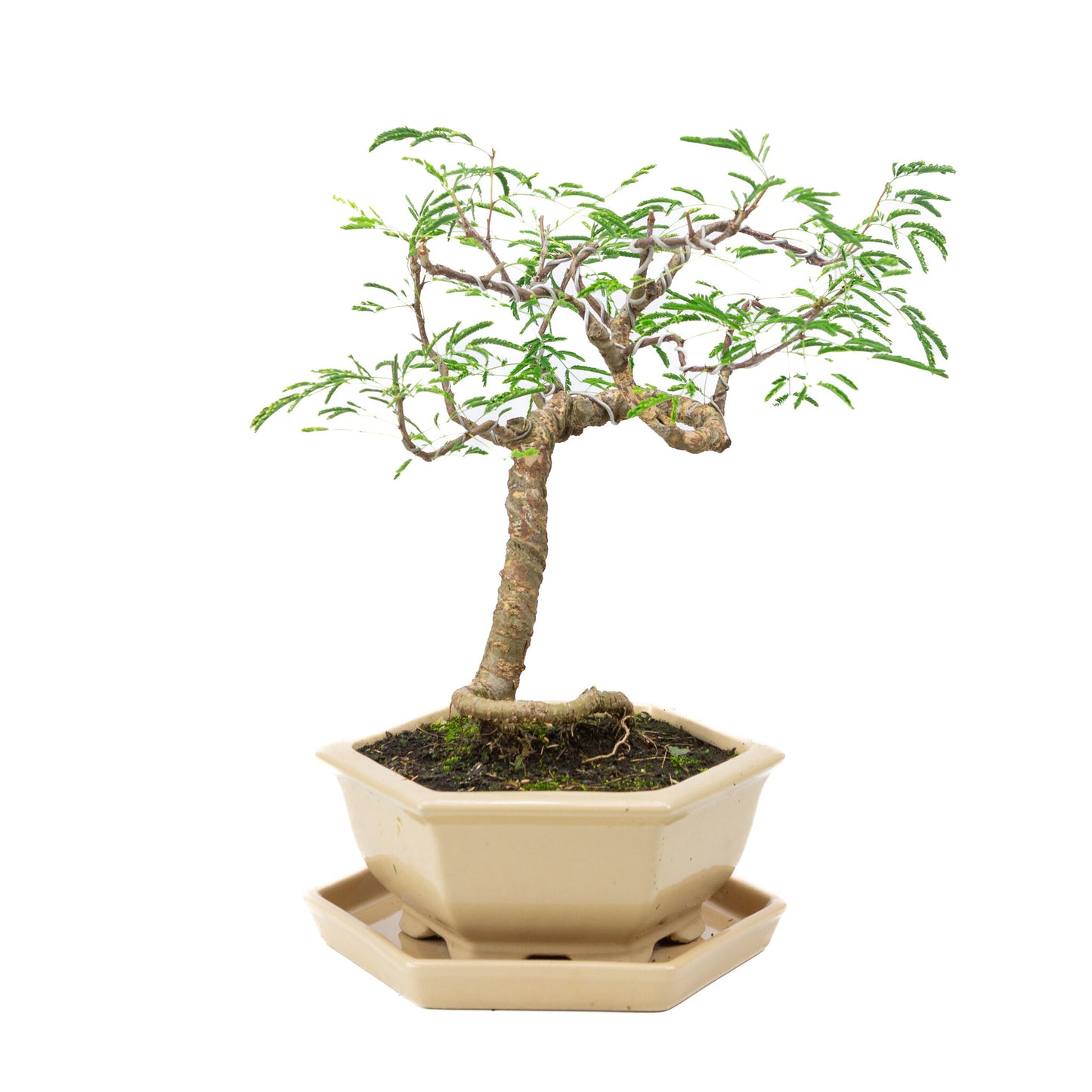 Bonsaï d'intérieur Vachellia crème pot hexagonal 19cm, hauteur ~23cm