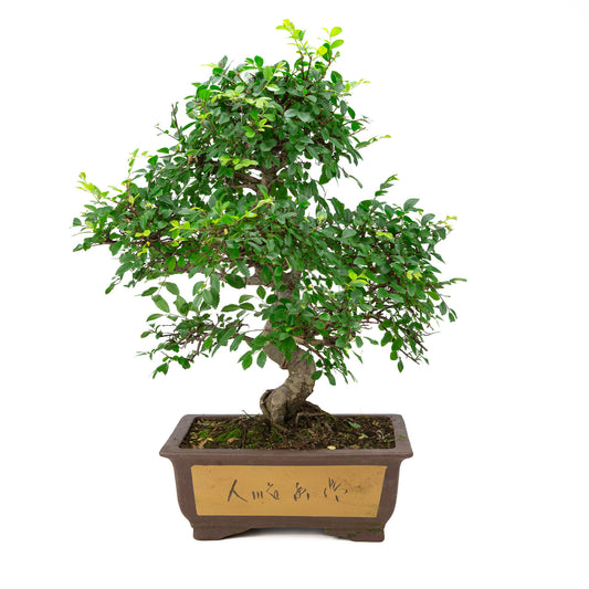 Binnen Bonsai Zelkova ongeglazuurde rechthoekige pot met tekening 32cm, hoogte ~65cm