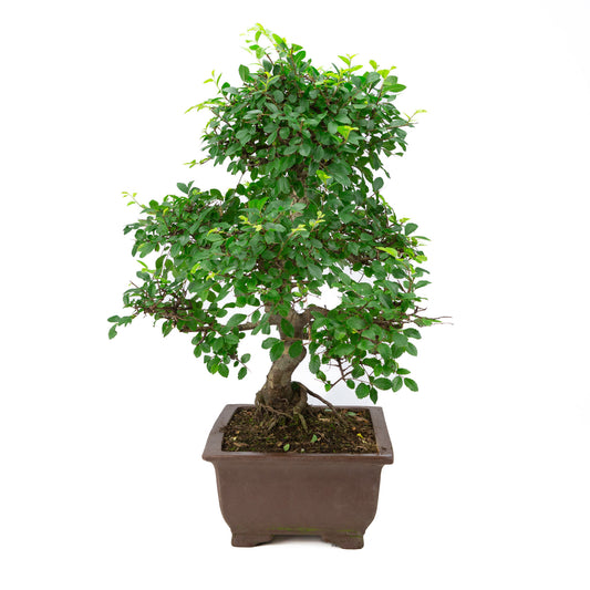 Binnen Bonsai Zelkova ongeglazuurde rechthoekige pot met tekening 32cm, hoogte ~65cm