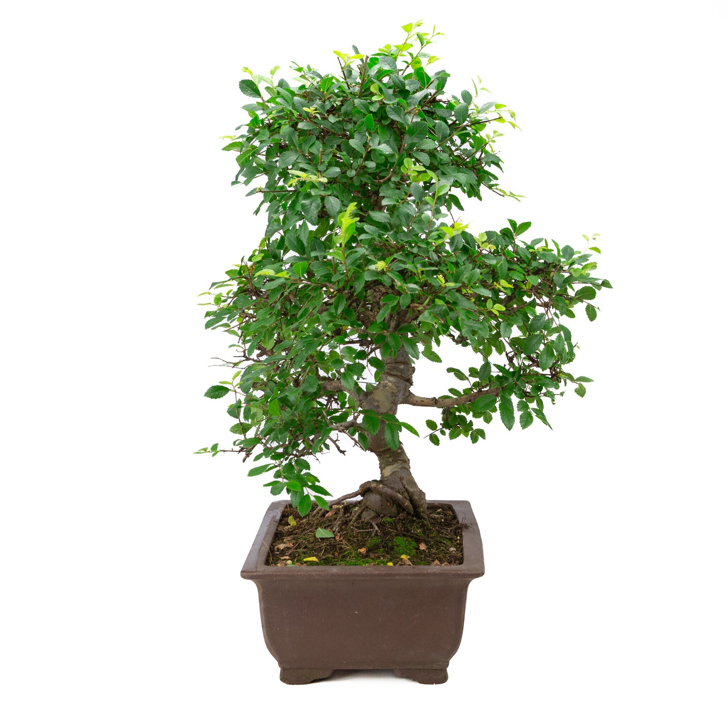 Binnen Bonsai Zelkova ongeglazuurde rechthoekige pot met tekening 32cm, hoogte ~65cm