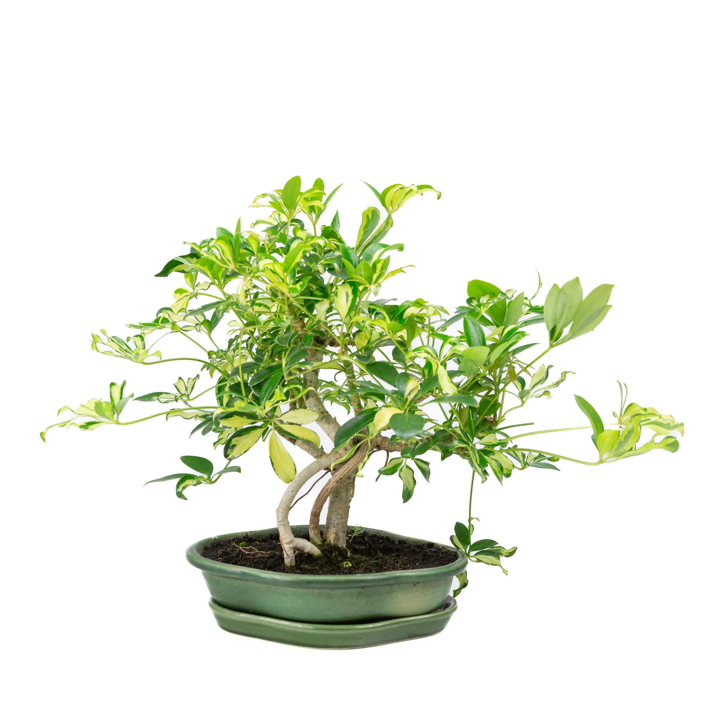 Bonsaï d'intérieur Schefflera variegata vert, pot Mokko 23 cm, hauteur ~34 cm