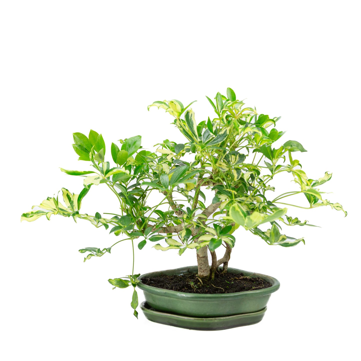 Bonsaï d'intérieur Schefflera variegata vert, pot Mokko 23 cm, hauteur ~34 cm