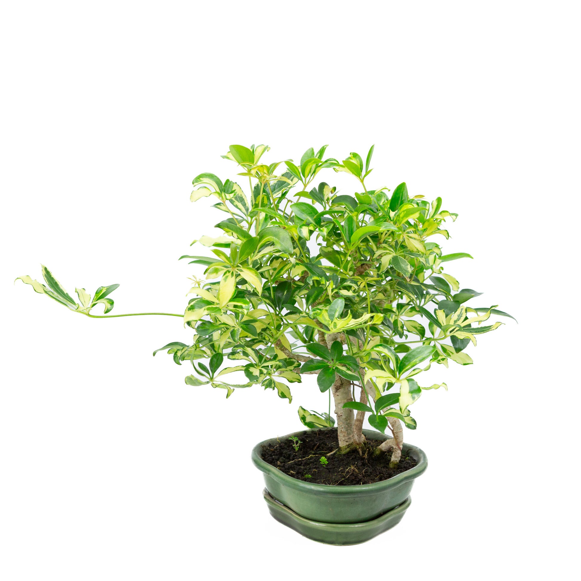Bonsaï d'intérieur Schefflera variegata vert, pot Mokko 23 cm, hauteur ~34 cm