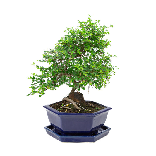 Binnen Bonsai Zelkova blauwe zeshoekige pot 24cm, hoogte ~39cm