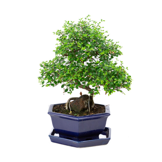 Binnen Bonsai Zelkova blauwe zeshoekige pot 24cm, hoogte ~39cm