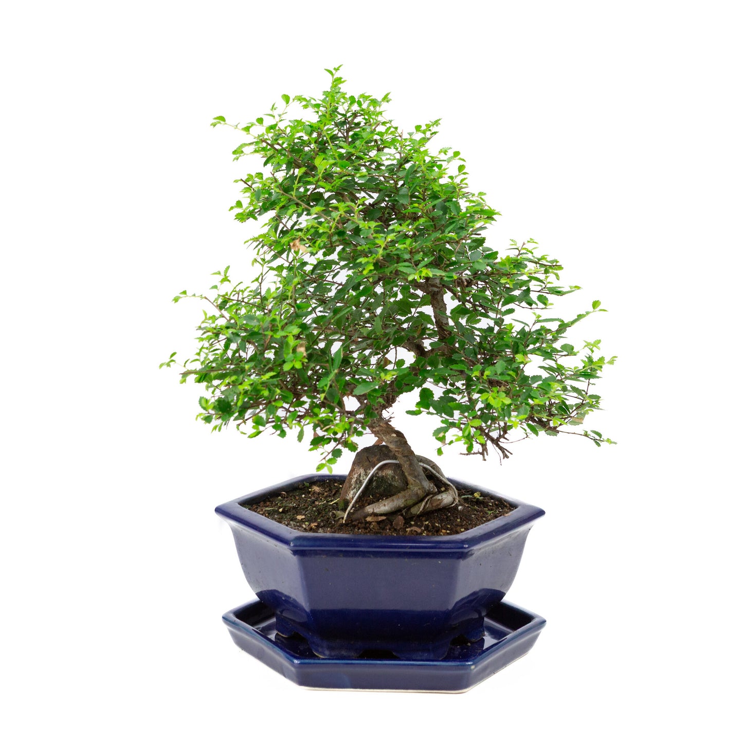 Binnen Bonsai Zelkova blauwe zeshoekige pot 24cm, hoogte ~39cm