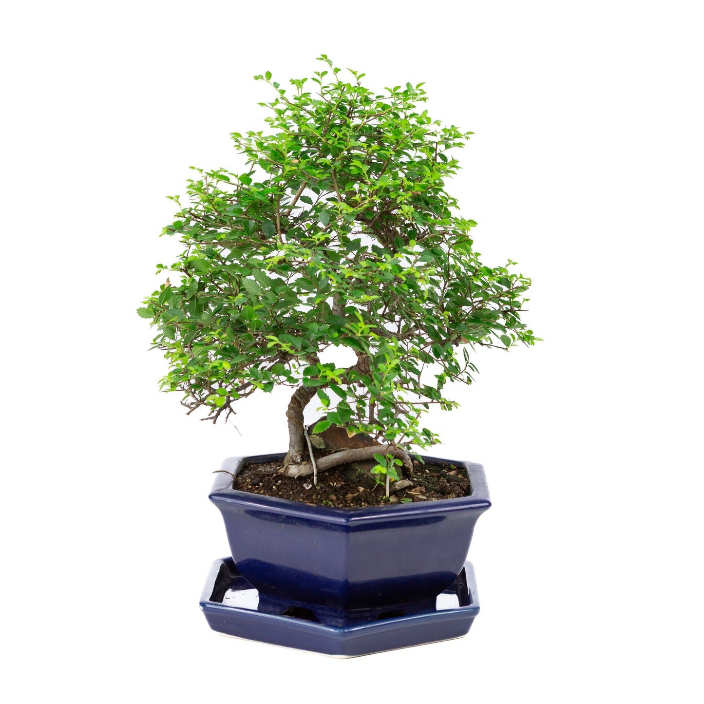 Binnen Bonsai Zelkova blauwe zeshoekige pot 24cm, hoogte ~39cm