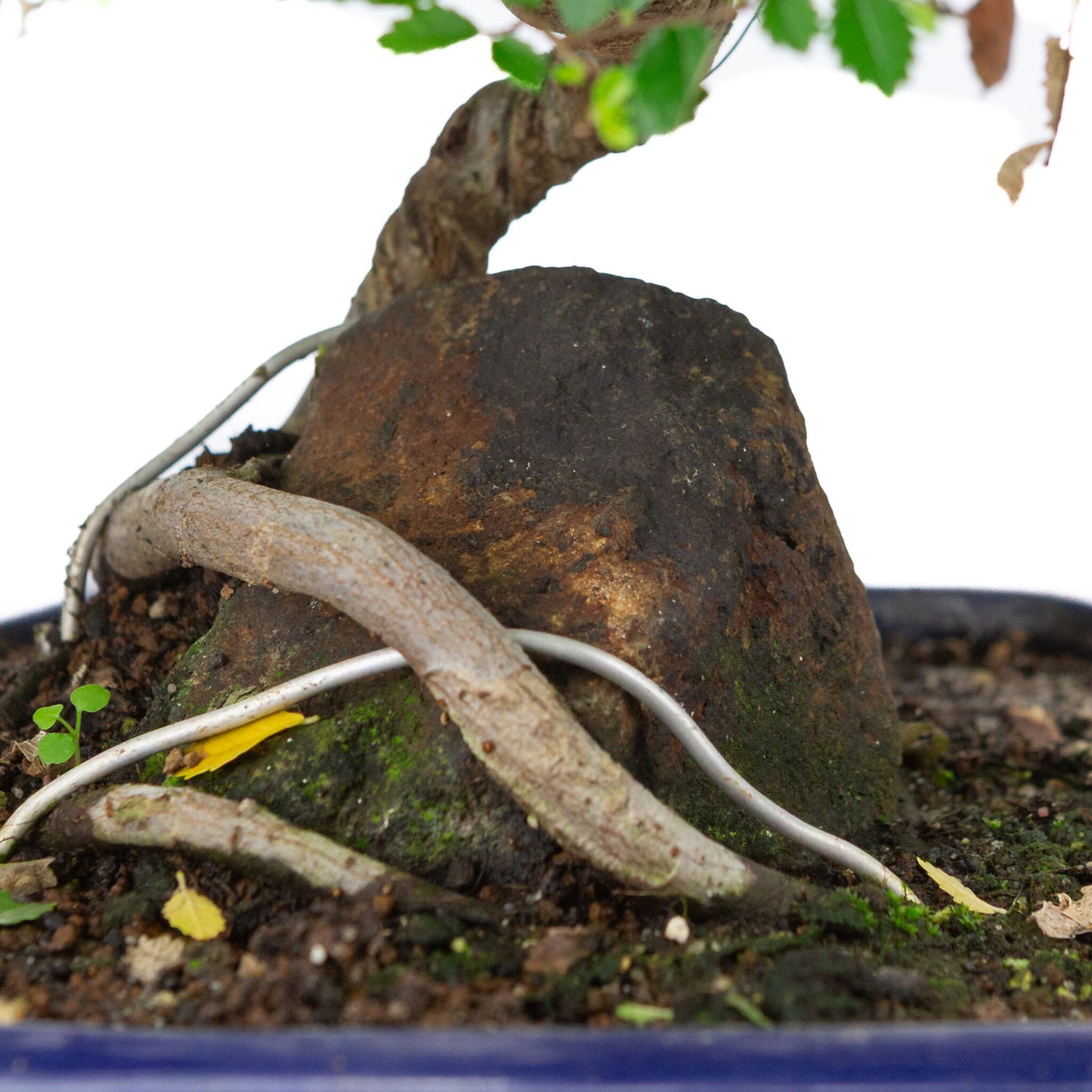 Binnen Bonsai Zelkova blauwe zeshoekige pot 24cm, hoogte ~39cm