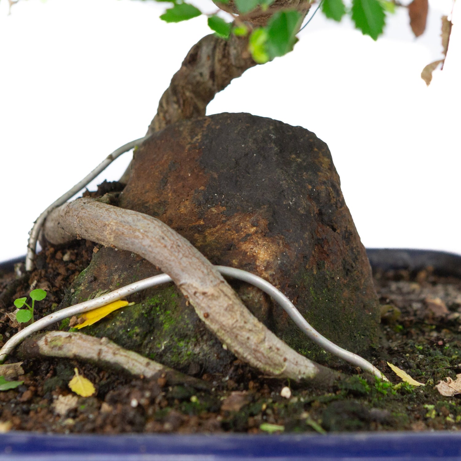 Binnen Bonsai Zelkova blauwe zeshoekige pot 24cm, hoogte ~39cm