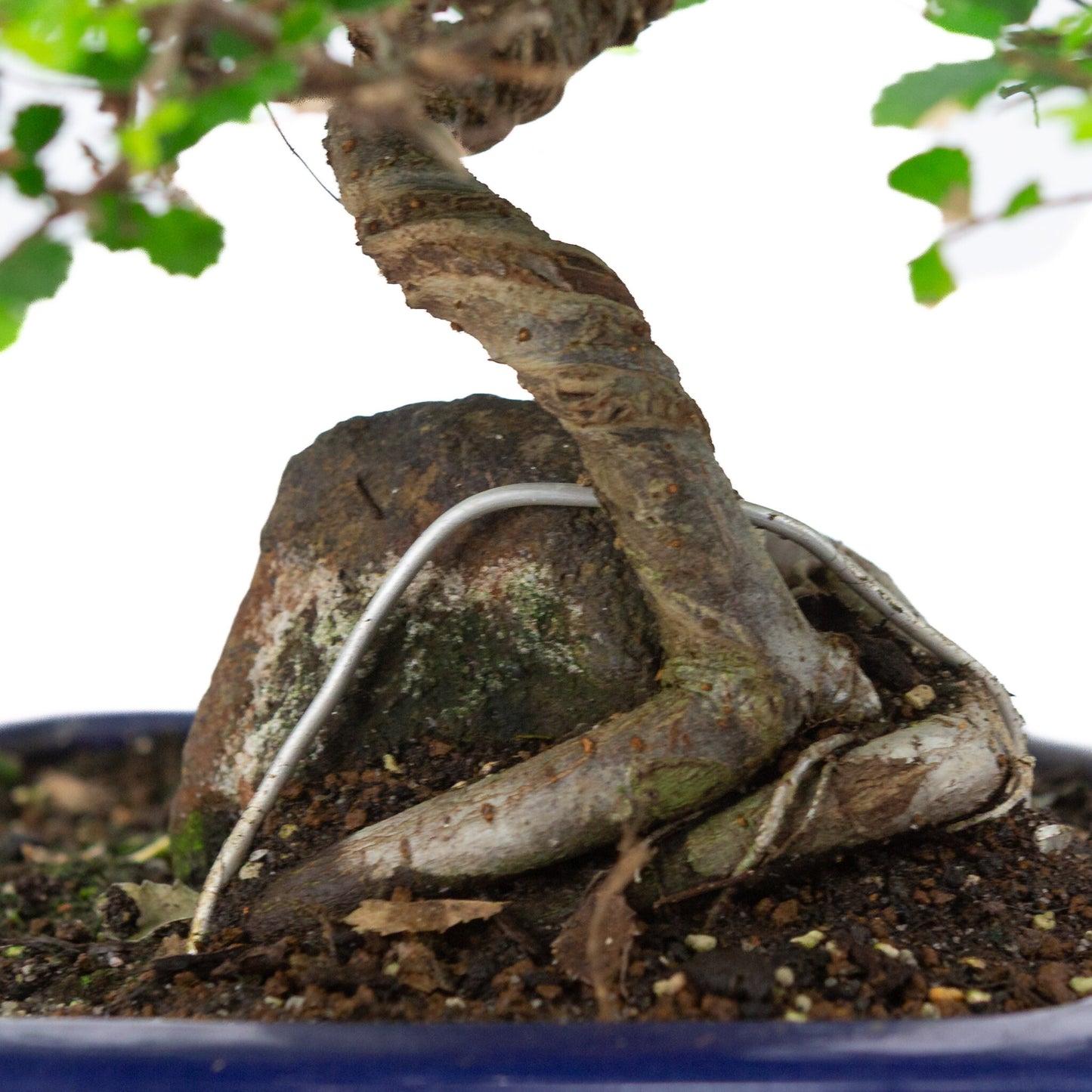 Binnen Bonsai Zelkova blauwe zeshoekige pot 24cm, hoogte ~39cm