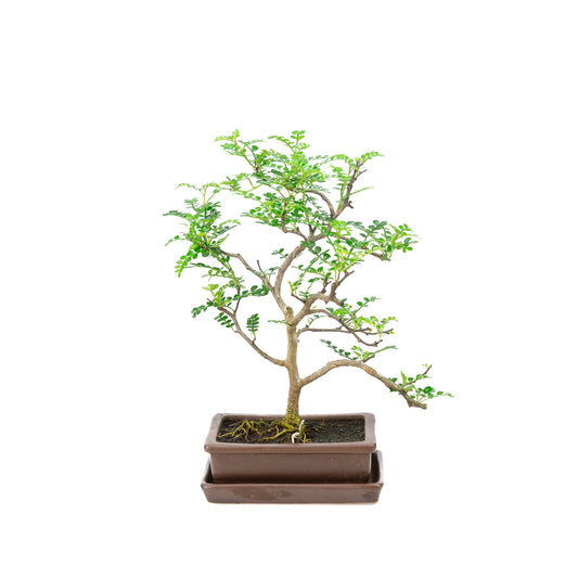 Binnen Bonsai Zanthoxylum piperitum bruine rechthoekige pot 15cm, hoogte ~32cm