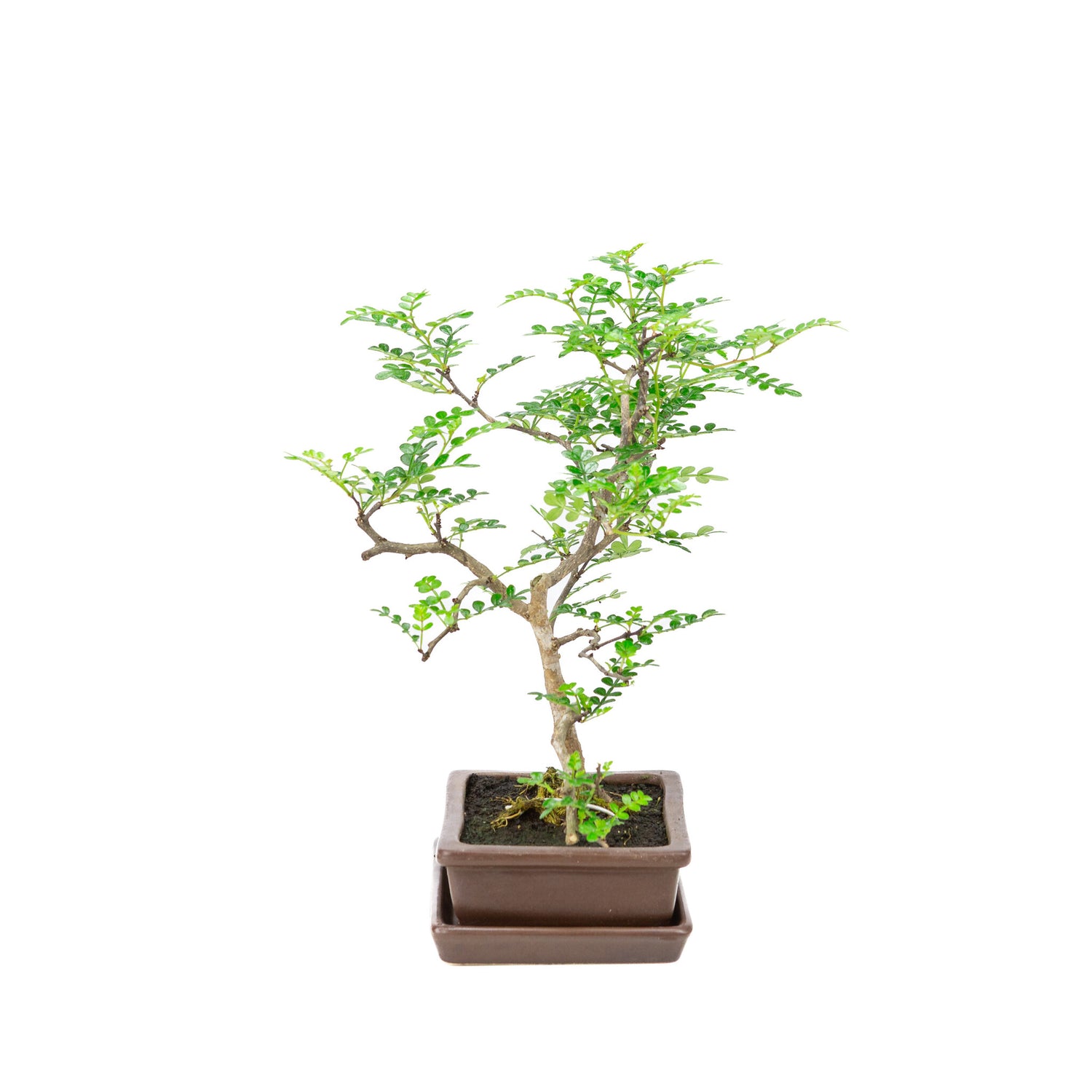 Binnen Bonsai Zanthoxylum piperitum bruine rechthoekige pot 15cm, hoogte ~32cm