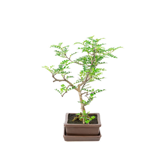 Binnen Bonsai Zanthoxylum piperitum bruine rechthoekige pot 15cm, hoogte ~32cm