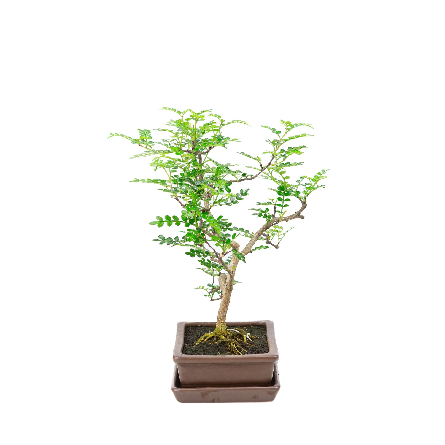 Binnen Bonsai Zanthoxylum piperitum bruine rechthoekige pot 15cm, hoogte ~32cm
