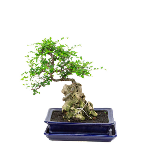 Binnen Bonsai Zelkova met steen blauwe rechthoekige pot 21cm, hoogte ~28cm