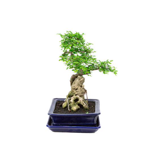 Binnen Bonsai Zelkova met steen blauwe rechthoekige pot 21cm, hoogte ~28cm