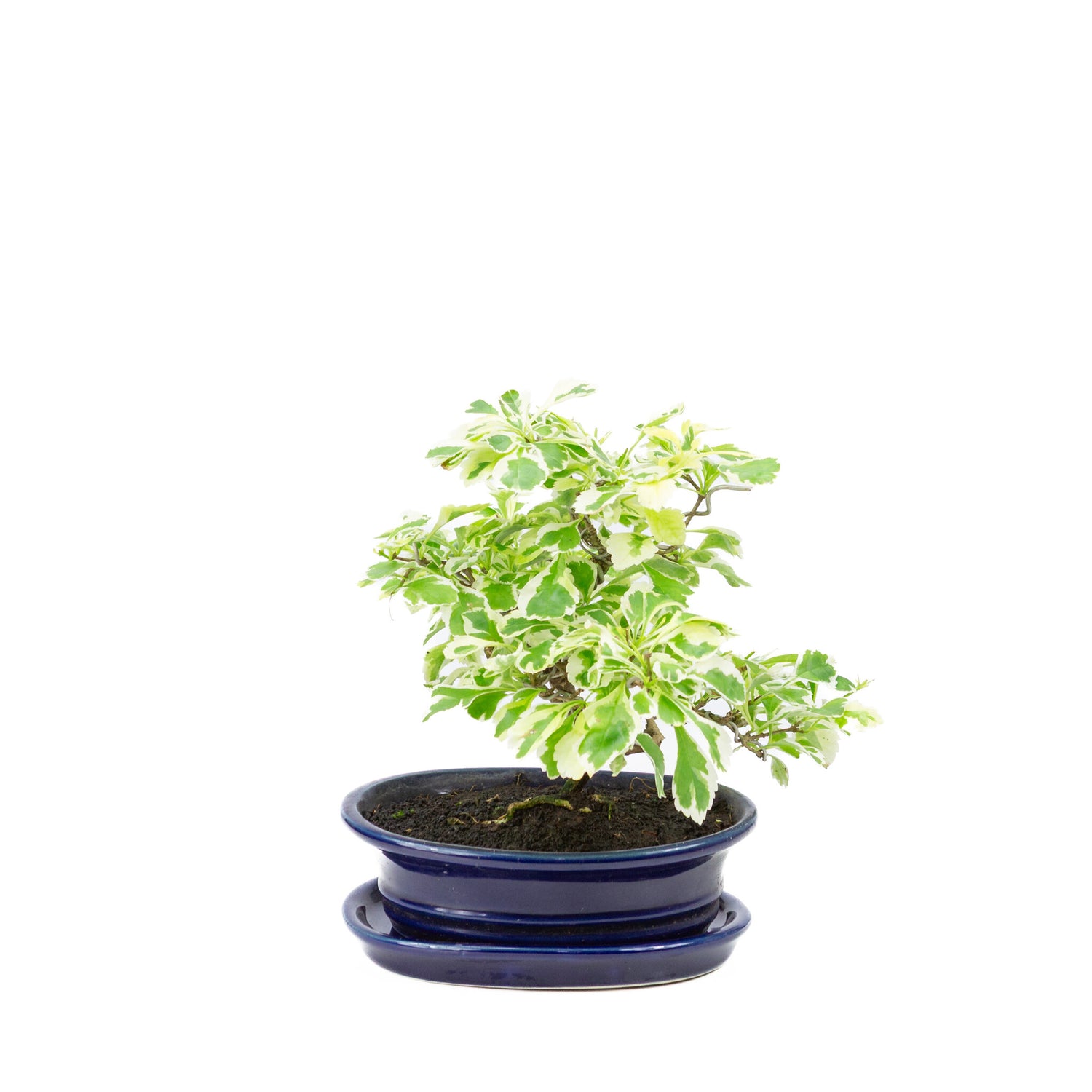 Binnen Bonsai Durantha repens variegata blauwe ovale pot 13cm, hoogte ~23cm