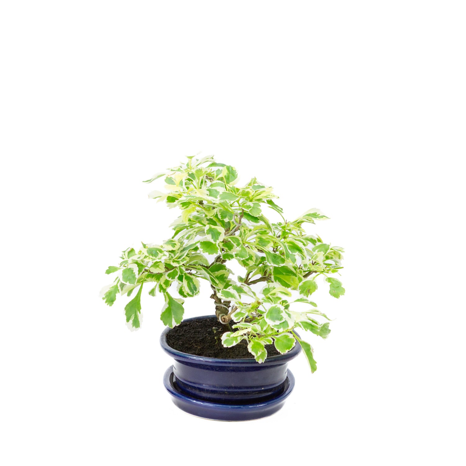 Binnen Bonsai Durantha repens variegata blauwe ovale pot 13cm, hoogte ~23cm