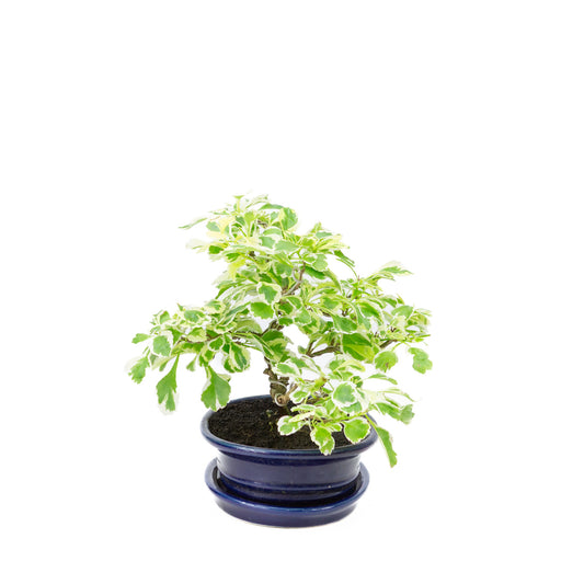 Binnen Bonsai Durantha repens variegata blauwe ovale pot 13cm, hoogte ~23cm
