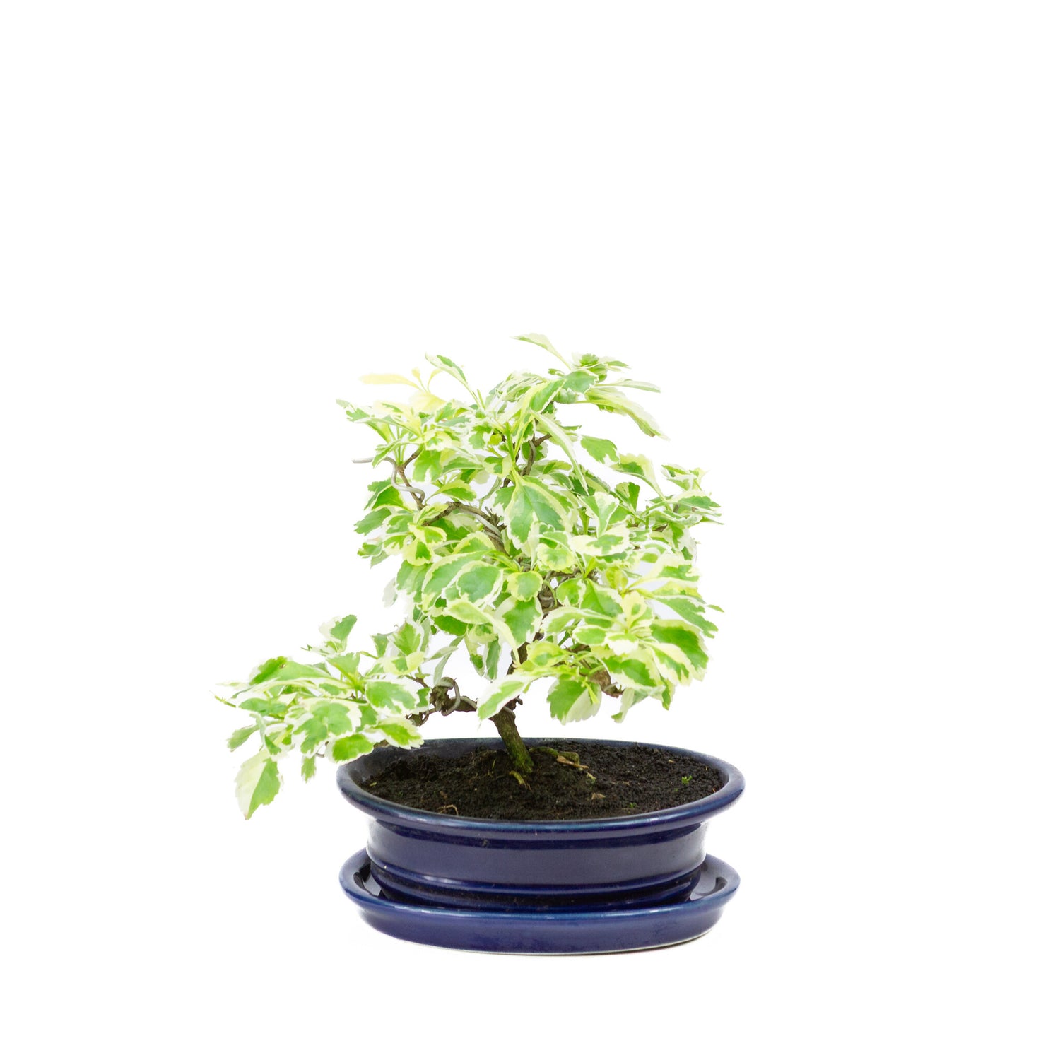 Binnen Bonsai Durantha repens variegata blauwe ovale pot 13cm, hoogte ~23cm