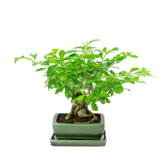 Binnen Bonsai Durantha repens groene rechthoekige pot 15cm, hoogte ~26cm