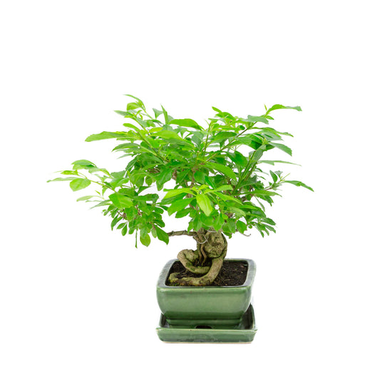 Binnen Bonsai Durantha repens groene rechthoekige pot 15cm, hoogte ~26cm