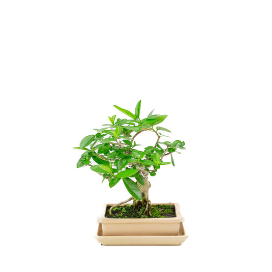 Binnen Bonsai Premna creme rechthoekige pot 16cm, hoogte ~23cm