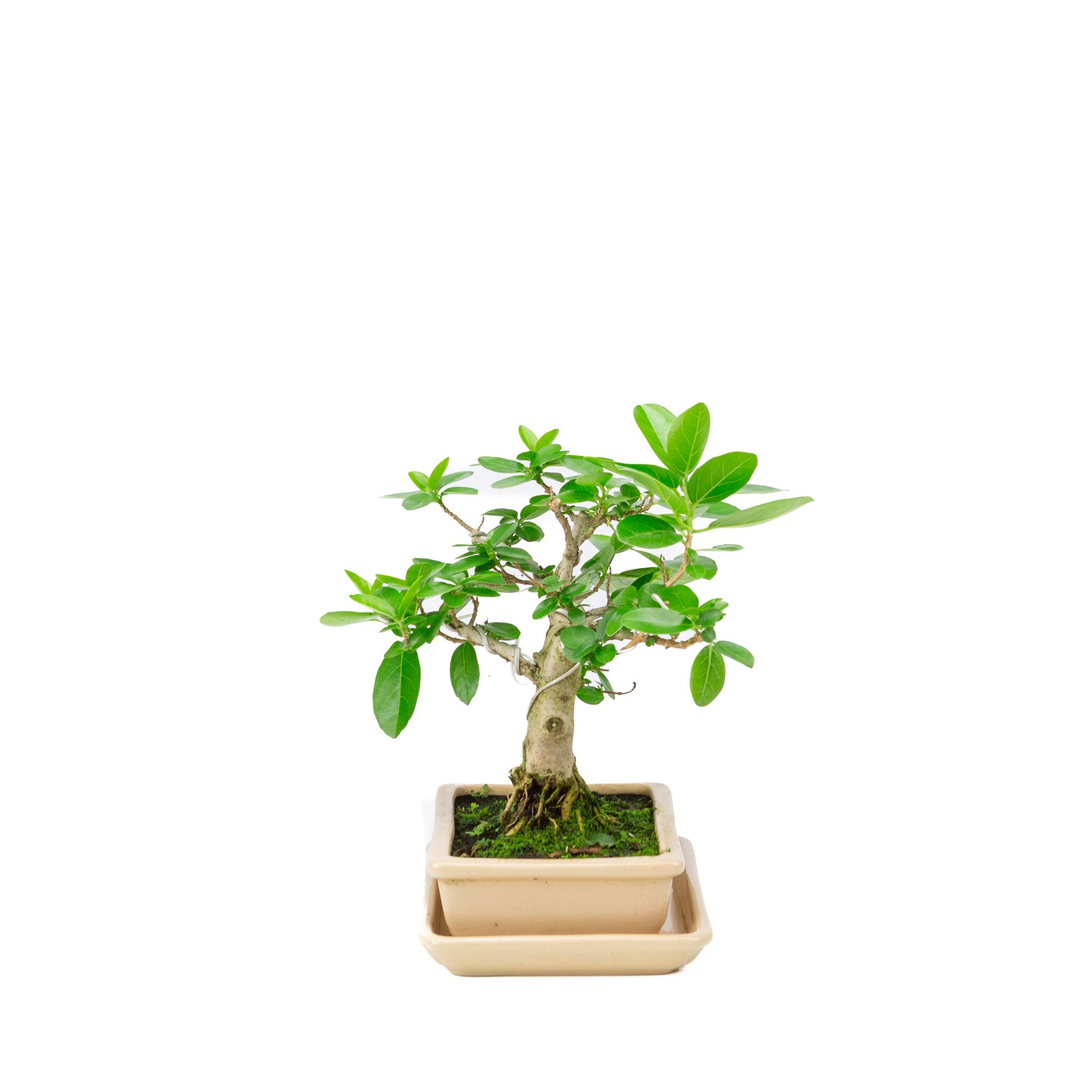 Bonsaï d'intérieur Premna crème pot rectangulaire 16cm, hauteur ~23cm