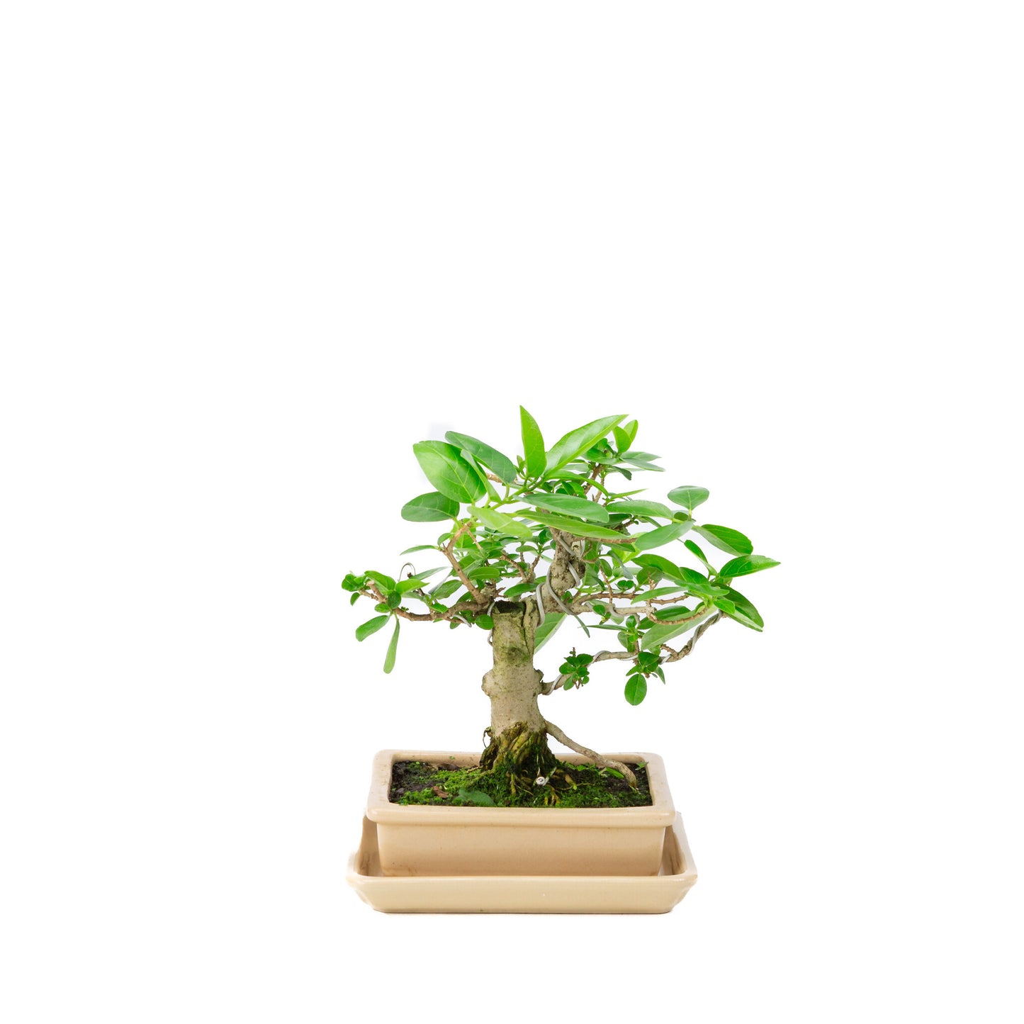 Binnen Bonsai Premna creme rechthoekige pot 16cm, hoogte ~23cm