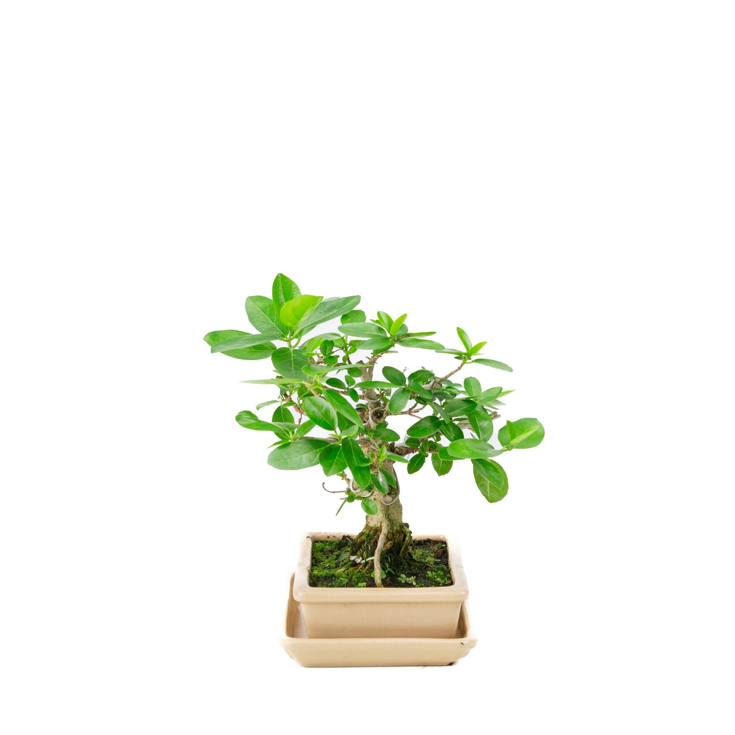 Binnen Bonsai Premna creme rechthoekige pot 16cm, hoogte ~23cm