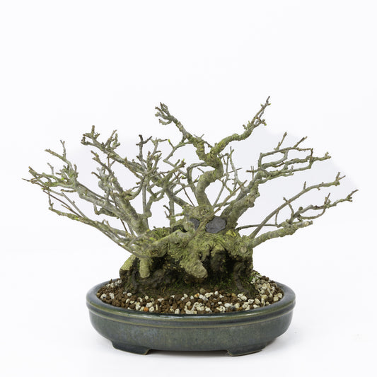 Bonsaï Shohin d'extérieur Ilex serrata 'Umemodoki', pot ovale vert de 18 cm, hauteur ~21 cm