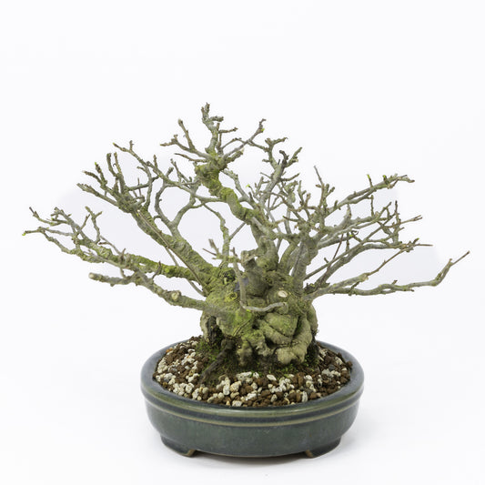 Bonsaï Shohin d'extérieur Ilex serrata 'Umemodoki', pot ovale vert de 18 cm, hauteur ~21 cm