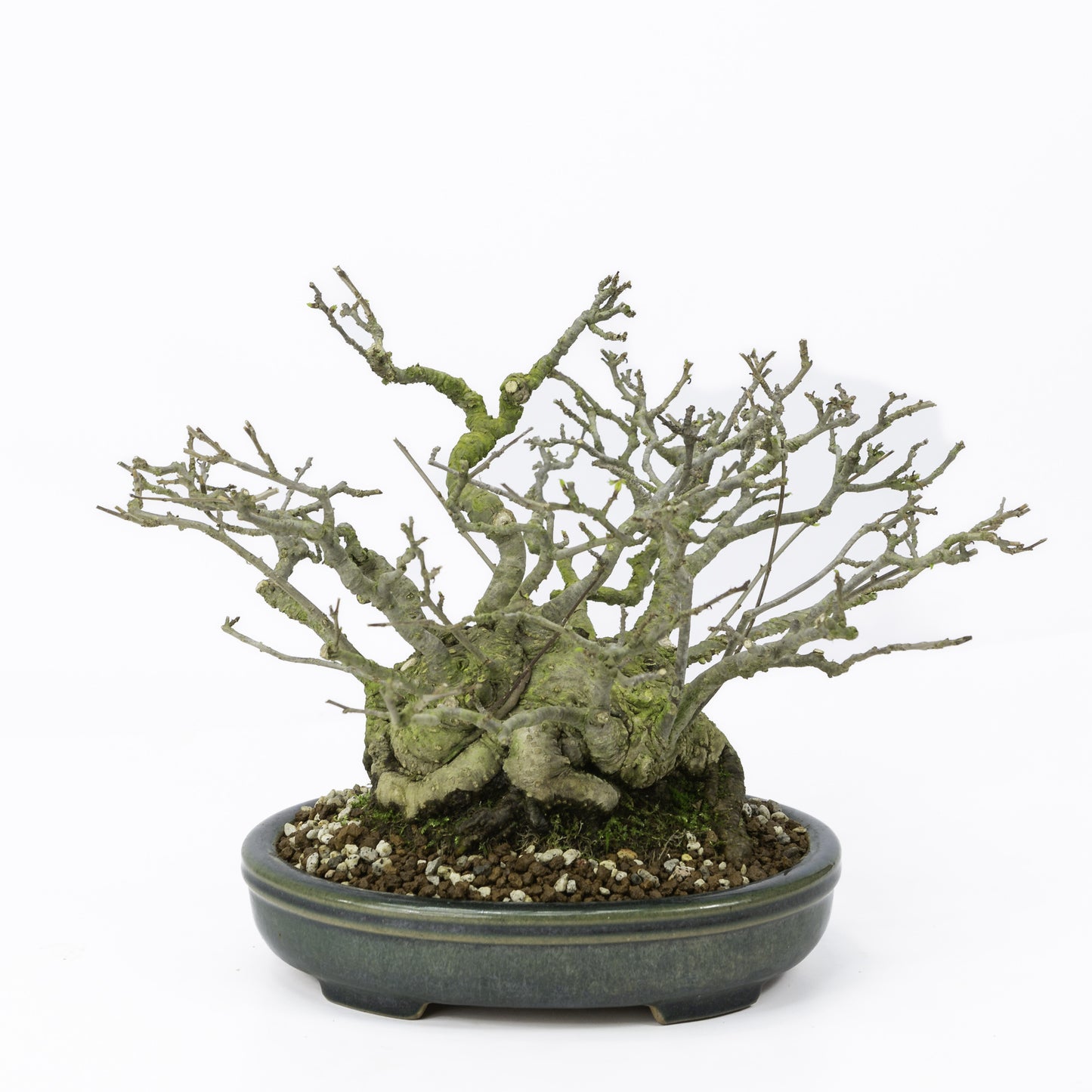 Bonsaï Shohin d'extérieur Ilex serrata 'Umemodoki', pot ovale vert de 18 cm, hauteur ~21 cm