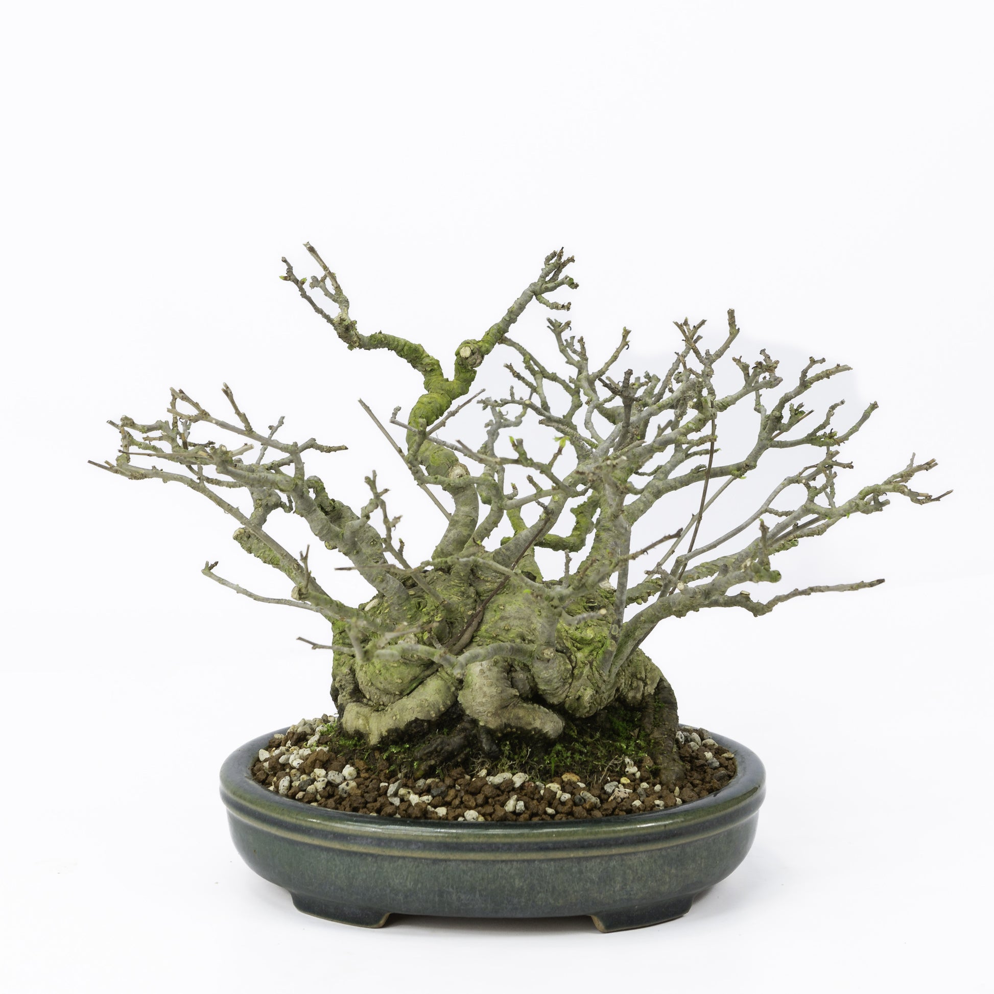Bonsaï Shohin d'extérieur Ilex serrata 'Umemodoki', pot ovale vert de 18 cm, hauteur ~21 cm