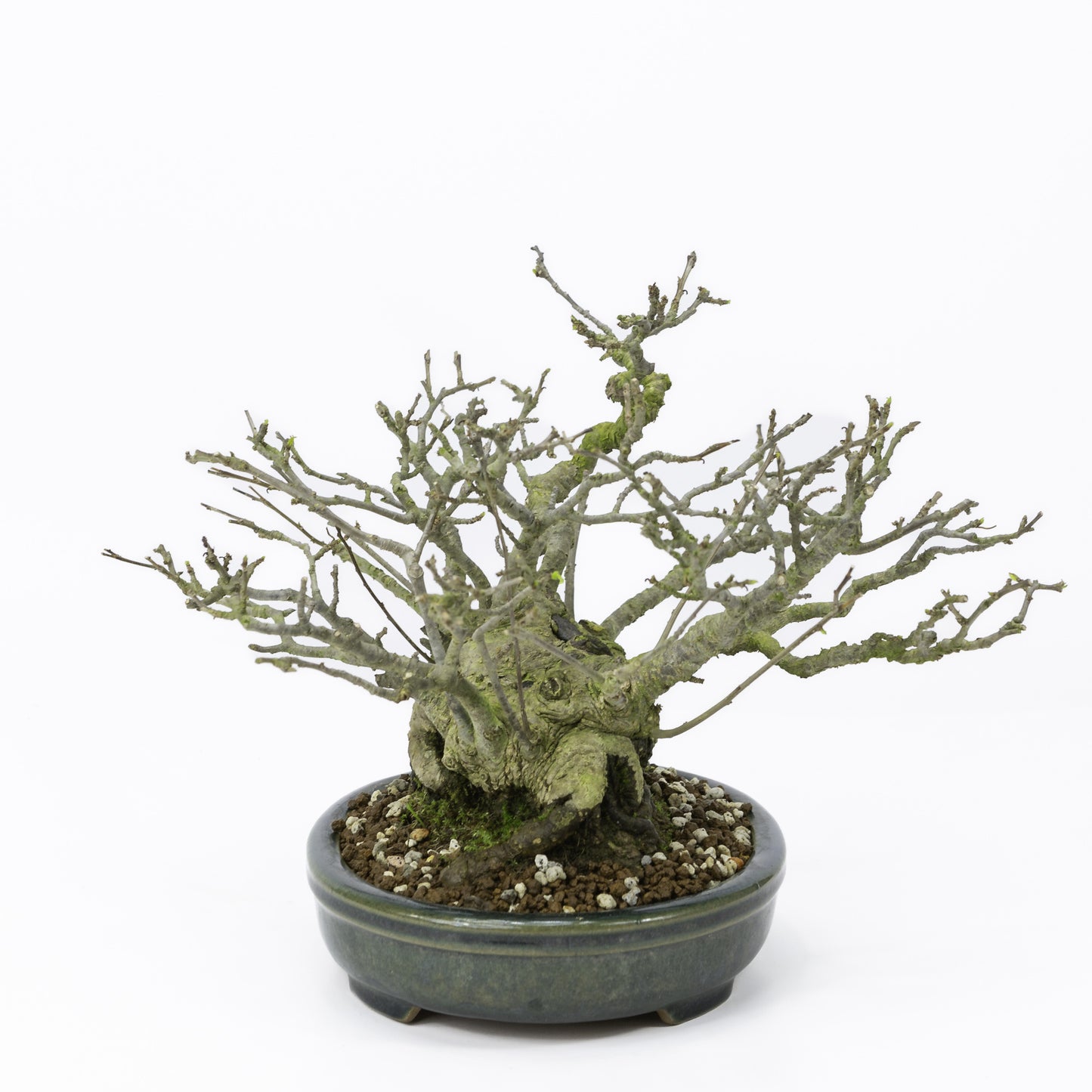 Bonsaï Shohin d'extérieur Ilex serrata 'Umemodoki', pot ovale vert de 18 cm, hauteur ~21 cm