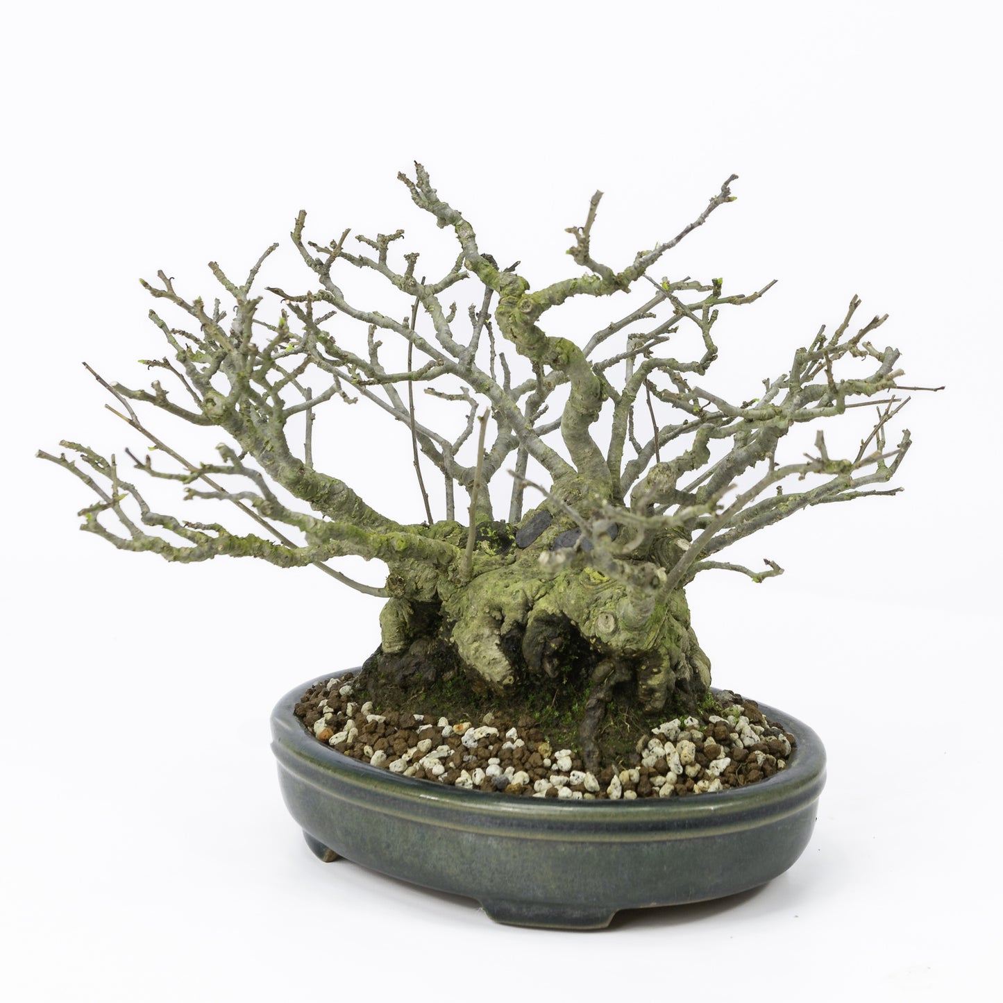 Bonsaï Shohin d'extérieur Ilex serrata 'Umemodoki', pot ovale vert de 18 cm, hauteur ~21 cm