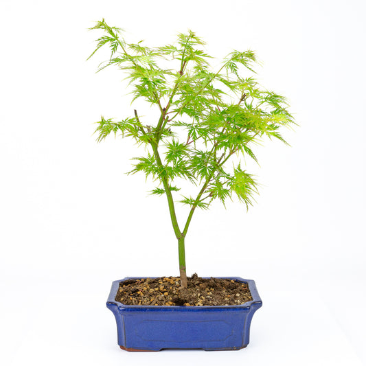 Bonsaï d'extérieur Acer palmatum Seiryu blue mokko 23 cm, hauteur ~40 cm