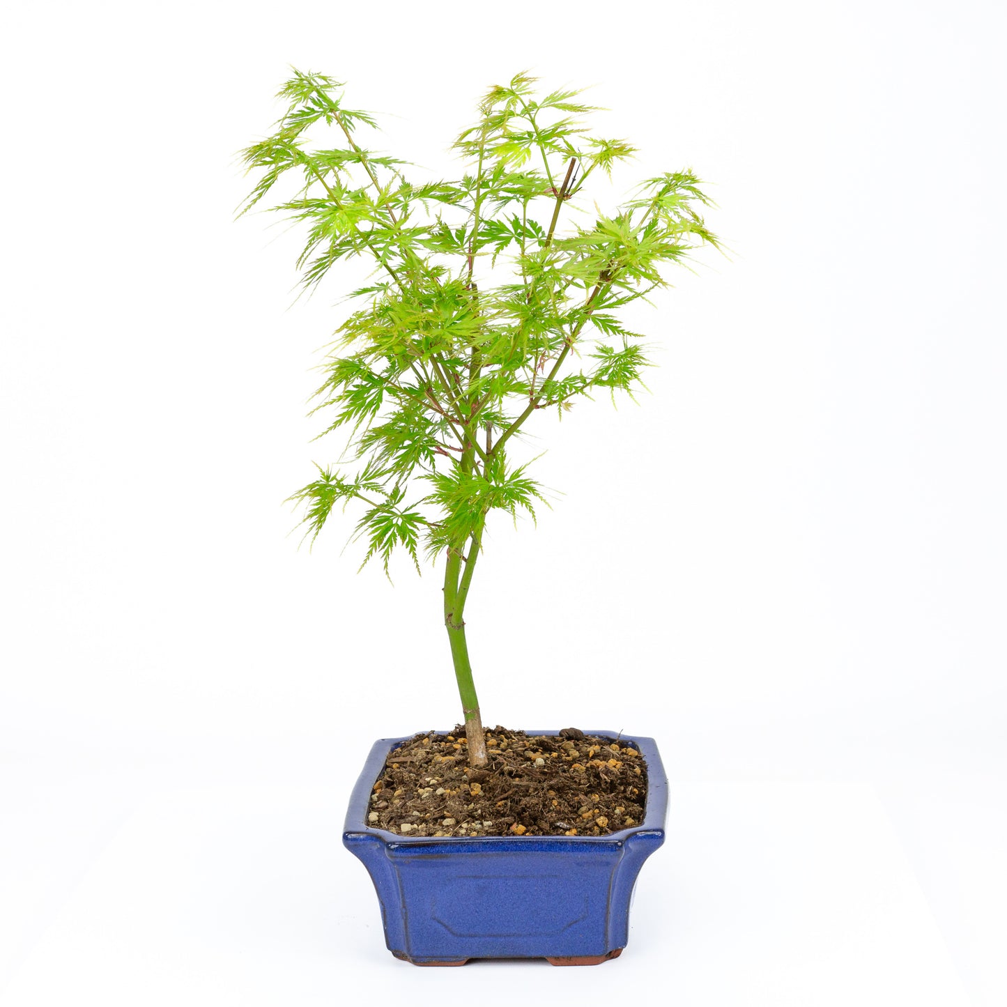 Bonsaï d'extérieur Acer palmatum Seiryu blue mokko 23 cm, hauteur ~40 cm